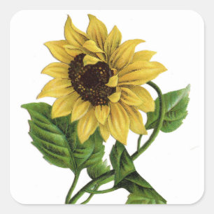 Vintage-Gelb-Sonnenblumen-Grafik-Blumen-Aufkleber Quadratischer Aufkleber