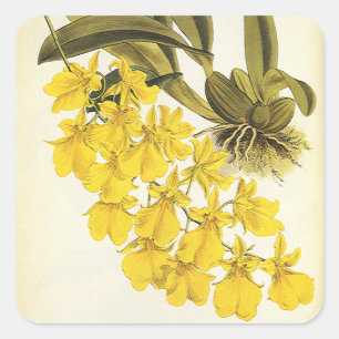 Vintage gelbe Oncidium-Orchidee, tropische Blumen Quadratischer Aufkleber
