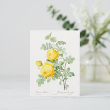 Vintage Gelbe Rose von Schwefelkarte