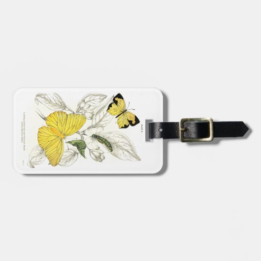 Vintage gelbe Schmetterlings-Insekten Gepäckanhänger (Vorderseite horizontal)