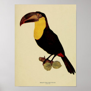 Vintage Gelbschnabeltukan-Farbphoto Poster