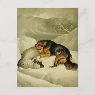 Vintage-Gemälde: Deutscher Schäferhund im Schnee Postkarte