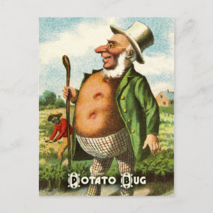Vintage-Gemüse-Postkartenserie: Kartoffel Postkarte
