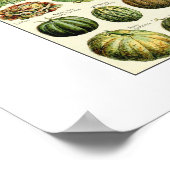 Vintage Gemüsediagramm Adolphmeile Poster (Ecke)