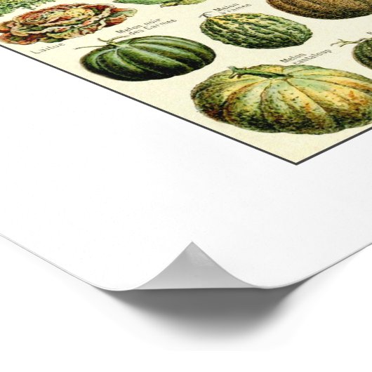 Vintage Gemüsediagramm Adolphmeile Poster (Ecke)