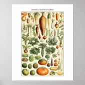 Vintage Gemüsediagramm Adolphmeile Poster (Vorne)