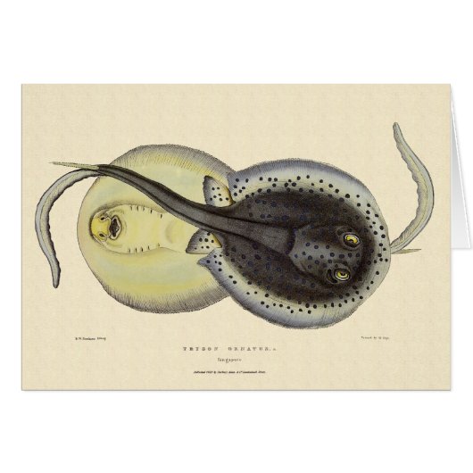 Vintage Gepunktete Rochen, Meerestiere (Vorderseite (Horizontal))