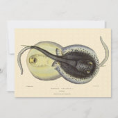 Vintage Gepunktete Rochen, Meerestiere (Vorderseite)