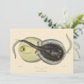 Vintage Gepunktete Rochen, Meerestiere (Stehend Vorderseite)