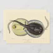 Vintage Gepunktete Rochen, Meerestiere (Vorne/Hinten)