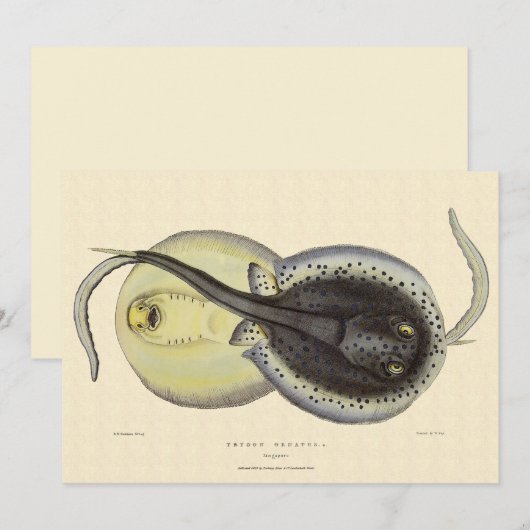 Vintage Gepunktete Rochen, Meerestiere (Vorne/Hinten)