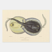 Vintage Gepunktete Rochen, Meerestiere Geschenkpapier Set (Vorderseite 3)