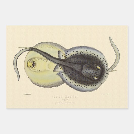 Vintage Gepunktete Rochen, Meerestiere Geschenkpapier Set (Vorderseite)