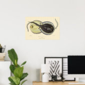 Vintage Gepunktete Rochen, Meerestiere Poster (Heimbüro)