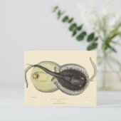 Vintage Gepunktete Rochen, Meerestiere Postkarte (Stehend Vorderseite)