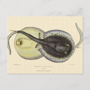 Vintage Gepunktete Rochen, Meerestiere Postkarte