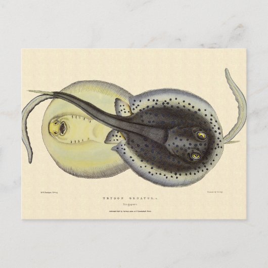 Vintage Gepunktete Rochen, Meerestiere Postkarte (Vorderseite)