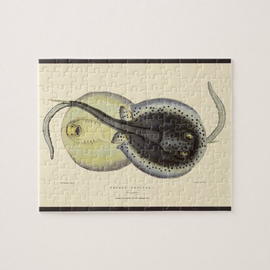 Vintage Gepunktete Rochen, Meerestiere Puzzle (Horizontal)