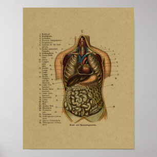 Vintage German Internal Anatomy Print Poster