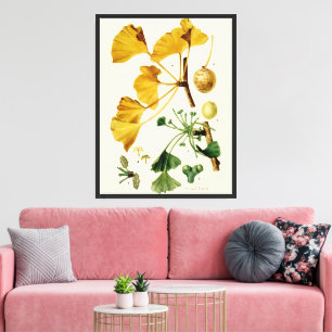 Vintage-Ginkgo-Biloba-Botanikillustration Leinwanddruck