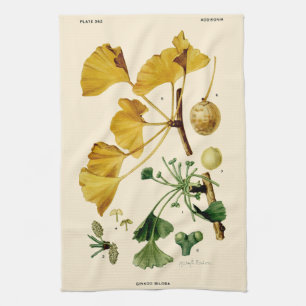 Vintage-Ginkgo-Biloba-Botanische-Illustration Geschirrtuch