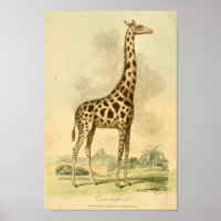 Vintage Giraffe FarbIllustration Kunst drucken
