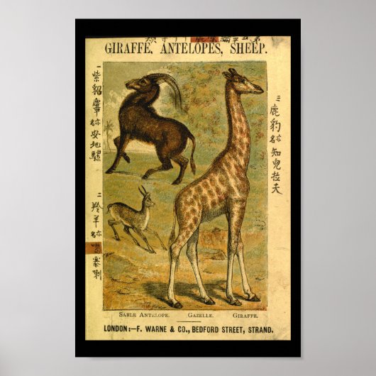 Vintage Giraffe Gazelle Naturgeschichte Poster (Vorne)