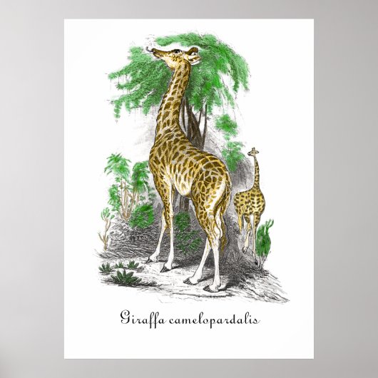 Vintage Giraffe Illustration Giraffa camelopardal Poster (Vorne)