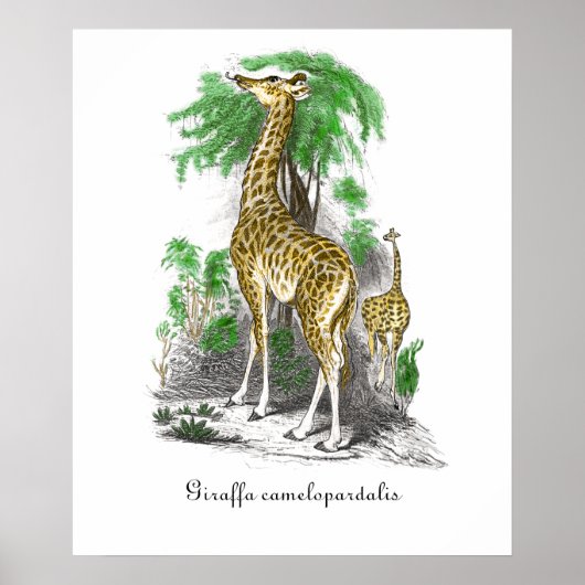 Vintage Giraffe Illustration Giraffa camelopardal Poster (Vorne)