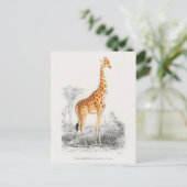 Vintage Giraffe-Illustration Postkarte (Stehend Vorderseite)