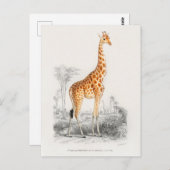 Vintage Giraffe-Illustration Postkarte (Vorne/Hinten)