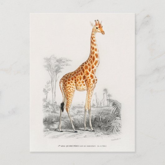 Vintage Giraffe-Illustration Postkarte (Vorderseite)