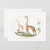 Vintage Giraffe-Illustration Postkarte (Vorne/Hinten)