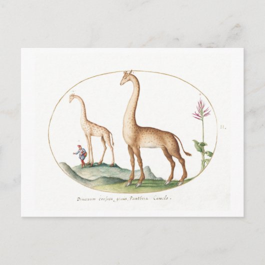 Vintage Giraffe-Illustration Postkarte (Vorderseite)