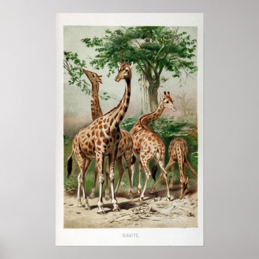 Vintage Giraffe Illustration Print/Poster Poster (Vorne)