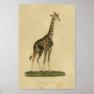 Vintage Giraffe Tierkunst Drucken Naturgeschichte Poster