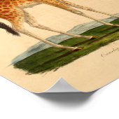 Vintage Giraffe Tierkunst Drucken Naturgeschichte Poster (Ecke)