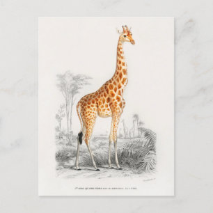 Vintage-Giraffen-Illustration Postkarte