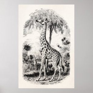 Vintage Giraffen-personalisierte Tierillustration Poster