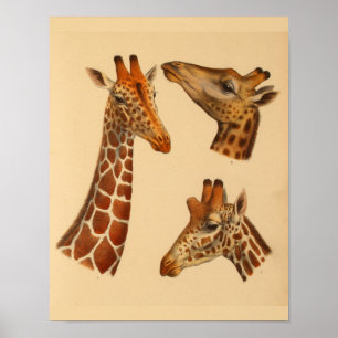 Vintage-Giraffen-Tierkunst-Druck Naturgeschichte Poster