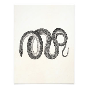 Vintage Glasschlange - Reptil-Schablonen-freier Fotodruck