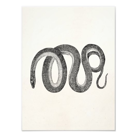 Vintage Glasschlange - Reptile Template Blank Fotodruck (Vorne)