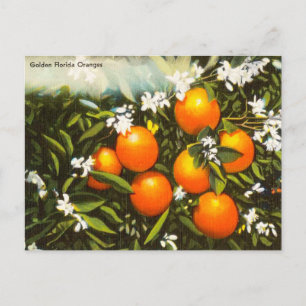 Vintage Golden Florida Orangen Reise-Postkarte Postkarte