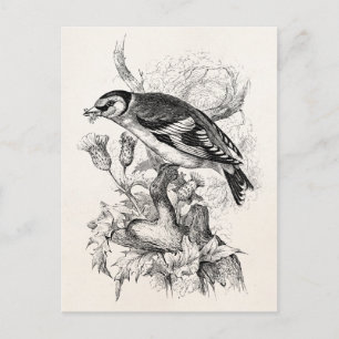 Vintage Goldfinch Bird Illustration aus dem 18. Ja Postkarte