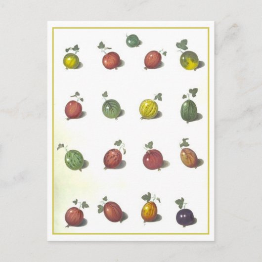 Vintage Goosebeeren Postkarte (Vorderseite)