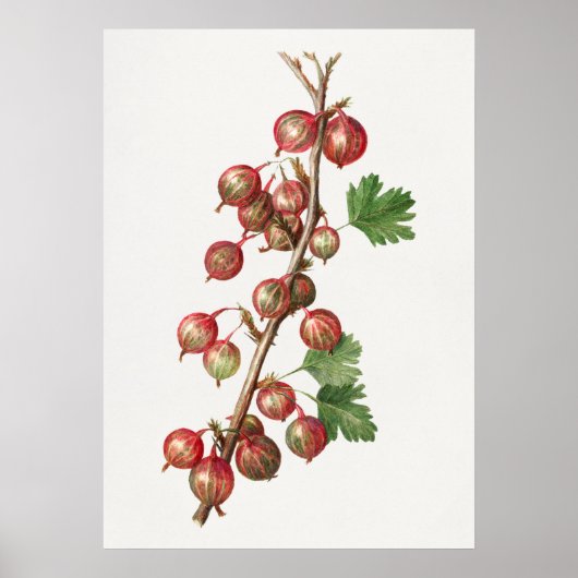 Vintage Gooseberries - Illustration Poster (Vorne)