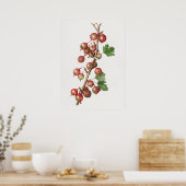 Vintage Gooseberries - Illustration Poster (Küche)