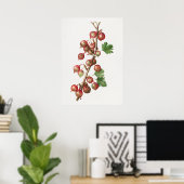 Vintage Gooseberries - Illustration Poster (Heimbüro)