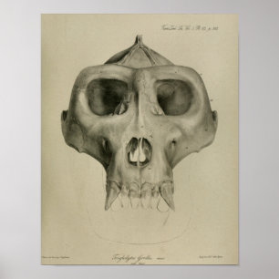 Vintage Gorilla-Schädel Anatomie Druck Veterinär Poster