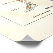 Vintage Grafik der französischen Muskelanatomie in Poster (Ecke)